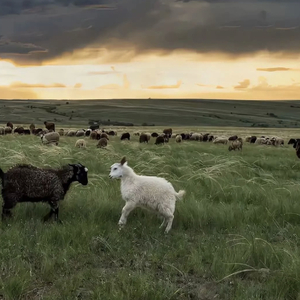 少年阿宾沈娜娜
